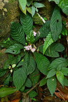 Neurocalyx calycinus, flowering individual, Pon Mudi, Kerala, India