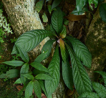 Neurocalyx calycinus, individual on vertical earth bank, Pon Mudi, Kerala, India