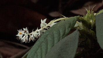 Neurocalyx calycinus, inflorescence, leaves and stipules, Brahmagiri WS, Karnataka, India
