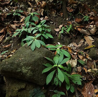 Neurocalyx calycinus, population on rocky habitat, Brahmagiri WS, Karnataka, India