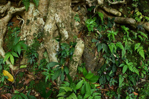 Neurocalyx calycinus, population on vertical earth bank, Pon Mudi, Kerala, India