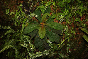 Neurocalyx championii, adult individual with characteristic strongly bullate leaves, Kanneliya FR, Sri Lanka