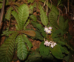 Neurocalyx championii and Acrotrema uniflorum on vertical earth bank, Kanneliya FR, Sri Lanka