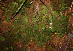 Neurocalyx championii, a small flowering individual among many bigger Acrotrema uniflorum, Kanneliya FR, Sri Lanka