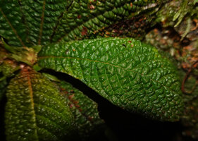 Neurocalyx championii, characteristic strongly bullate leaf surface, Kanneliya FR, Sri Lanka
