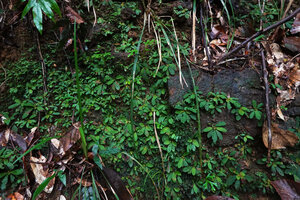 Neurocalyx championii, dense population on lateritic rock surfaces, Kanneliya FR, Sri Lanka