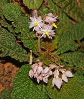 Neurocalyx championii, inflorescences, Kanneliya FR, Sri Lanka