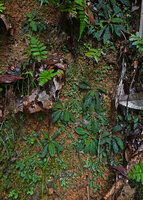 Neurocalyx championii, population with individuals from seedlings to adults, an indication of a perfect regeneration through short distance seed dispersal, Kanneliya FR, Sri Lanka