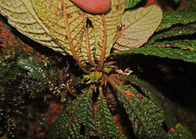 Neurocalyx championii, small foliaceous stipules hidden by the rosetted leaves, Kanneliya FR, Sri Lanka