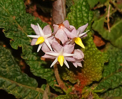 Neurocalyx championii, wide pink cakyx lobes, narrow white corolla lobes and bright yellow Solanum like staminal beaks, Kanneliya FR, Sri Lanka
