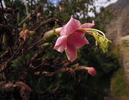 Nicotiana tomentosa, flower, Machu Pichu, Peru