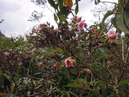 Nicotiana tomentosa, inflorescence, Machu Pichu, Peru