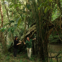 Noemie Vialard and Patrick Blanc among lianas and bamboos, Sri Dit waterfall, Khao Kho, Thailand, Nov.2018