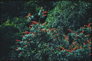 Norantea guianensis blooming in forest canopy, 30 m above the soil, observed from the radeau des Cimes, Canopy Raft at Petit Saut, French Guyana