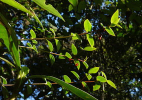 Notopleura epiphytica, Ram Tzul Natural Reserve, Baja Verapaz, Guatemala