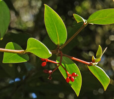 Notopleura epiphytica, terminal infructescence ad two relay shoots, Ram Tzul Natural Reserve, Baja Verapaz, Guatemala