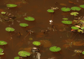 Nymphaea maculata, flower closed at noon, probably an indication of night blooming species, Kribi, Cameroon
