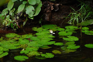 Nymphaea maculata flowering in a small stream, Campo, Cameroon