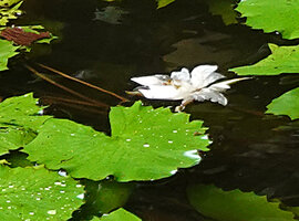 Nymphaea maculata, old decaying flower, Campo, Cameroon