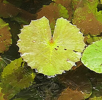 Nymphaea maculata, sharply toothed floating leaves, Kribi, Cameroon