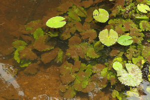 Nymphaea maculata, silt covered sibmerged leaves and some floating leaves, Kribi, Cameroon