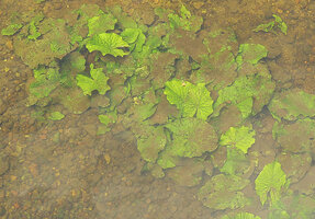 Nymphaea maculata, submerged slightly bullate leaves with undulate margin, Kribi, Cameroon
