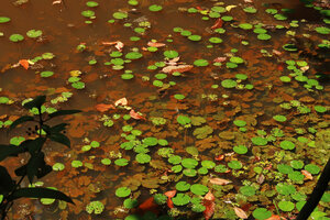 Nymphaea maculata, vegetative population with both submerged and floating leaves, Kribi, Cameroon