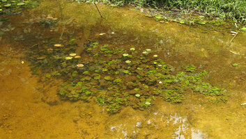 Nymphaea maculata, vegetative population with submerged and few floating leaves, Kribi, Cameroon