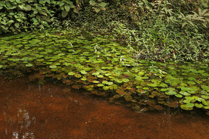 Nymphaea maculata, vegetative population with submerged and floating leaves along an open forest stream, Kribi, Cameroon