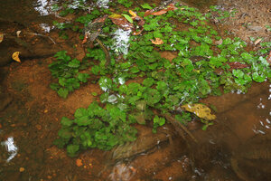 Nymphaea maculata, vegetative population with submerged maculate leaves colonizing the banks of a small fast flowing forest stream, Kribi, Cameroon
