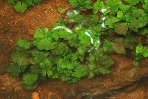 Nymphaea maculata, vegetative population with submerged maculate leaves,issued from stolons, Kribi, Cameroon