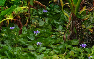 Nymphaea nouchali var. caerulea in a shallow swamp, Ngezi FR, Pemba, Tanzania