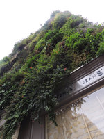 Oasis d&#039; Aboukir, Fuchsia regia flowers, December 2014