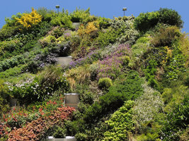 Oasis d&#039; Aboukir in full bloom, one year after the plant installation, early April 2014