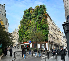 Oasis d&#039;Aboukir, Paris, the Vertical garden 12 years after its creation, October 2024
