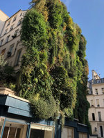 Oasis d&#039;Aboukir, Vertical Garden by Patrick Blanc, Oct. 2018