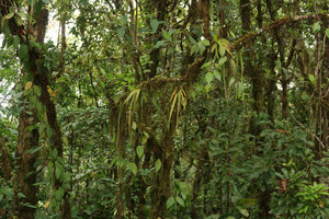 Oberonia sp., epiphytic in mossy forest, Doi Inthanon NP, 2000 m asl, Thailand