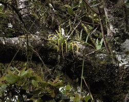 Oberonia wightiana, flowering as a small epiphyte in habitat, Horton Plains, NP, Sri Lanka