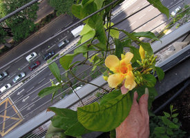 Odontadenia macrantha at Le Nouvel, Kuala Lumpur
