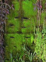 Old empty pockets surrounded by bright green vigorous mosses create an unexpected magic sight on a Vertical Garden by Patrick Blanc