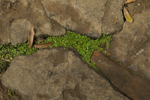Oldenlandiopsis callitrichoides, a tiny Rubiaceae species covering the wet space between horizontal rocks, Valle de Vinales, Cuba