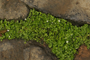 Oldenlandiopsis callitrichoides covering the wet space between horizontal rocks, Valle de Vinales, Cuba