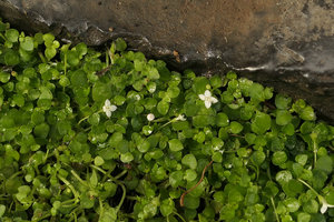 Oldenlandiopsis callitrichoides, flowering carpeting stems, Valle de Vinales, Cuba