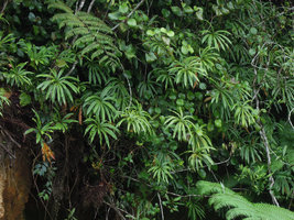 Oleandra neriiformis (= O. pistillaris), Cameron Highlands, Malaysia