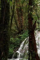 Oleandra wallichii, a deciduous epiphytic fern in late november above the rheophytic Acorus gramineus on rocks in waterfall, Doi Inthanon NP, 2300 m asl, Thailand