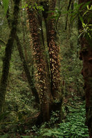 Oleandra wallichii, a deciduous epiphytic fern in late november, Doi Inthanon NP, 2300 m asl, Thailand