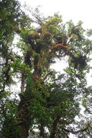 Oleandra wallichii, fronds turning yellow and orange in late november, this fern being deciduous, Doi Inthanon NP, 2400 m asl, Thailand