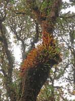 Oleandra wallichii, withering fronds turning yellow and orange in late november, this fern being deciduous, Doi Inthanon NP, 2500 m asl, Thailand