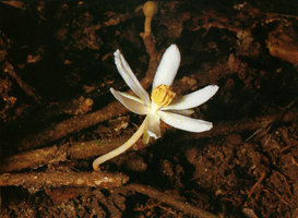 Oncoba flagelliflora, flower arising from a prostrate flagelliferous axis producing only flowers, Campo, Cameroun
