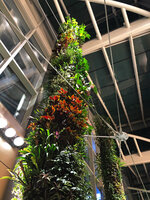 One of the green totem columns at Changi T 2, plant species selection and design by Patrick Blanc